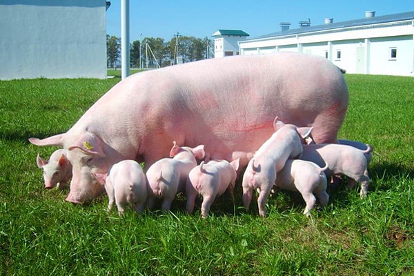 многоплодие у свиней