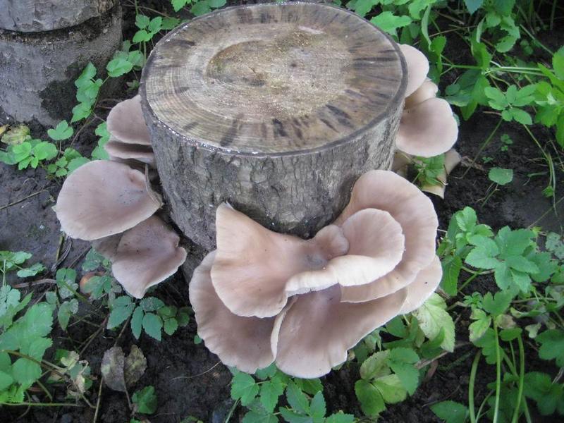 Как выращивать грибы вешенки на пеньках в домашних условиях
