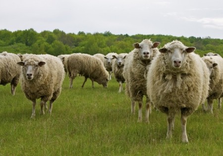 Овцы эдилббаевской породы на пастбище