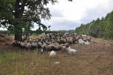 Выгул овец романовской породы