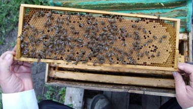 Преимущество пчеловодства на 145 рамку