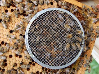 Соединение отводка с пчелиной семьей