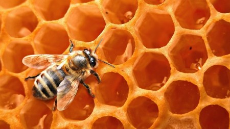 Современные методы пчеловодства