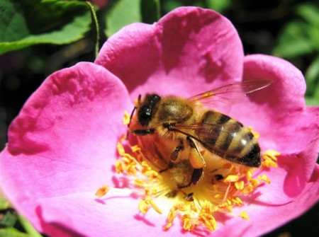 Пчела на цветке шиповника