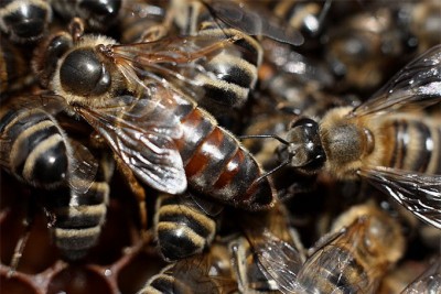 Пчеловодство - вывод маток