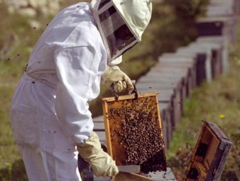 Пчеловодство и наем персонала
