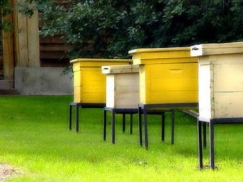 Освоение корпусов пчелами