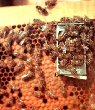 Пчелиная матка под колпаком