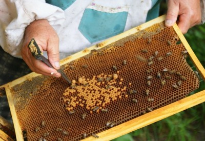 Борьба с воровством пчел