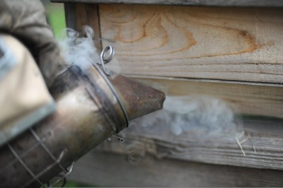Обработка дымом улья, с которого прилетают пчелы-воровки