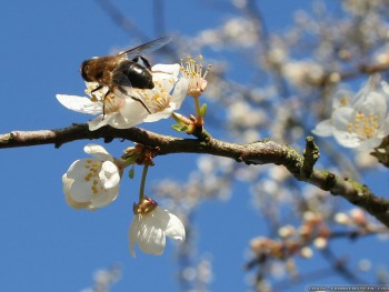 Пчеловодство- приход весны