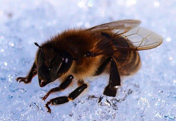 Зимовка пчёл по методу Волоховича