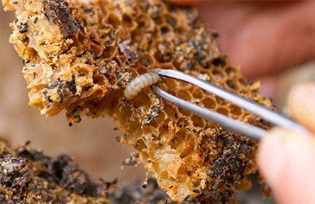 Личинка восковой моли в пчелиных сотах