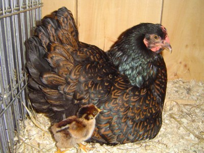Цыпленок породы барневельдер