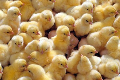 Цыплята-бройлеры: особенности выращивания