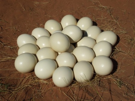 Кладка яиц африканского черного страуса