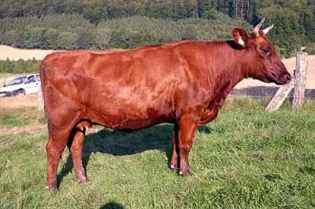 Корова Англерской породы