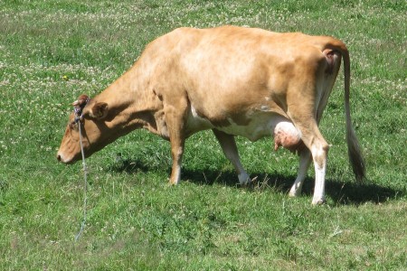 Корова Гернзейской породы