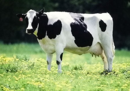 Корова Голландской породы