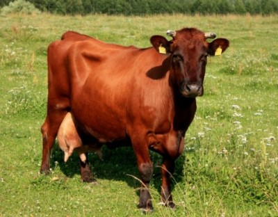 Бурые породы коров: латвийская и швицкая