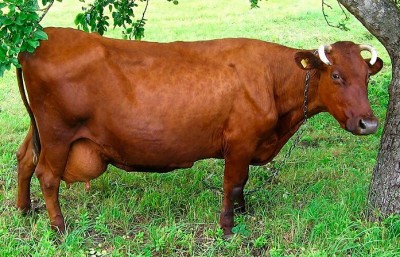 Бурая латвийская порода коров