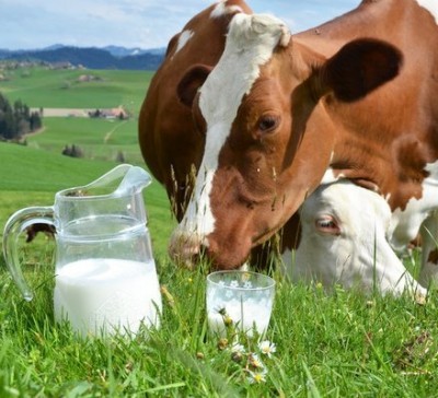 Коровье молоко, реализация продукции