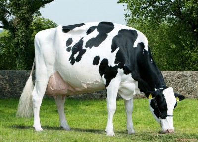 Голландская порода коров 