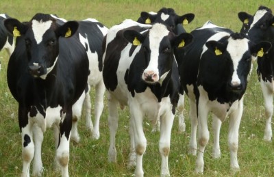 Разведение голландской породы коров
