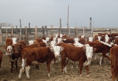 Содержание казахской белоголовой коровы