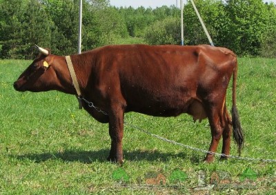 Красная горбатовская порода коров
