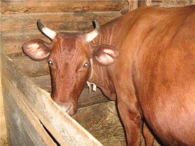 Содержание и рацион красной горбатовской породы коров