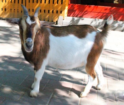 Нигерийская карликовая коза