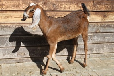 Нубийские козы: описание породы