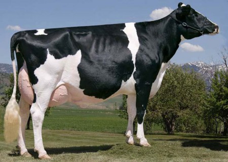 Корова породы Голштин