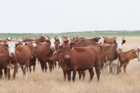 Калмыцкие коровы на пастбище