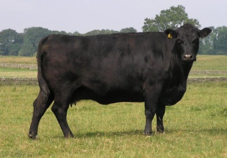 Корова Абердин-ангусской породы