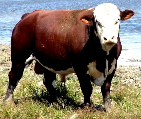 Корова породы казахская белоголовая