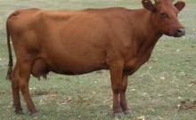 Корова красной-степной породы