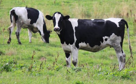 Черно-пестрые коровы на пастбище