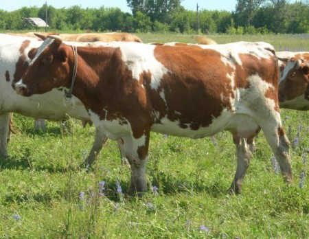 Красно-пестрая корова