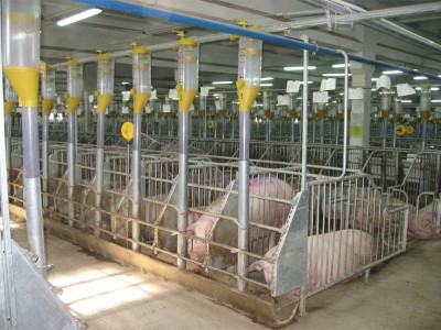 Промышленная свиноферма