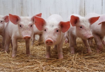 Выращивание свиней по канадской технологии
