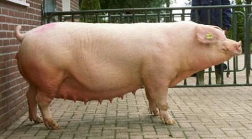 Белая порода свиней. Характеристики и особенности