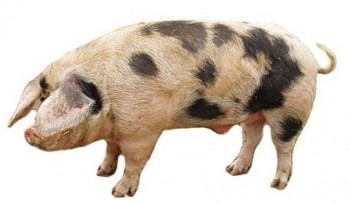 Белорусская черно-пестрая свинья
