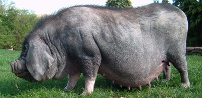 Китайская порода свиней