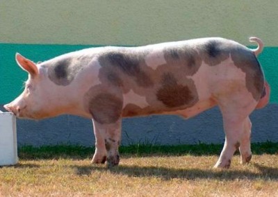 Характеристики свиньи породы петрен