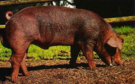 Порода свиней Дюрок характеристика