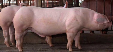 Характеристики свиней породы Ландрас