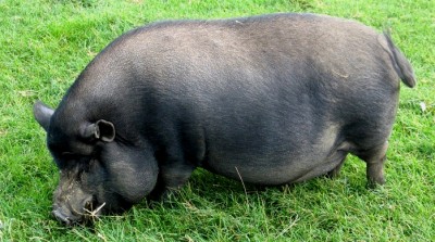 Разведение вьетнамских свиней