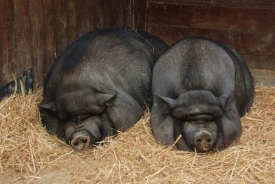 Условия содержания и выращивания вьетнамской свиньи